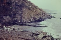 View north along the beach